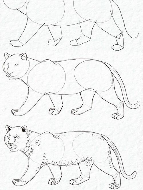 Drawing Wild Animals》画出野生小动物– YoUJ Art·有间画材